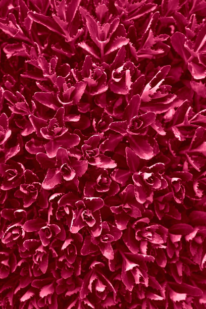 2023年品红新颜色。植物叶片的俯视图在花的形状。覆盖文本的背景。非常小的多叶绿色植物特写。图片下载