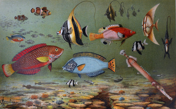 复古热带鱼收藏。比如，鹰嘴豆虫，单细胞雕齿兽，腋窝cossyphus, percula。手绘雕刻鱼插画海报。珍奇鱼类收藏。鱼壁纸。图片下载