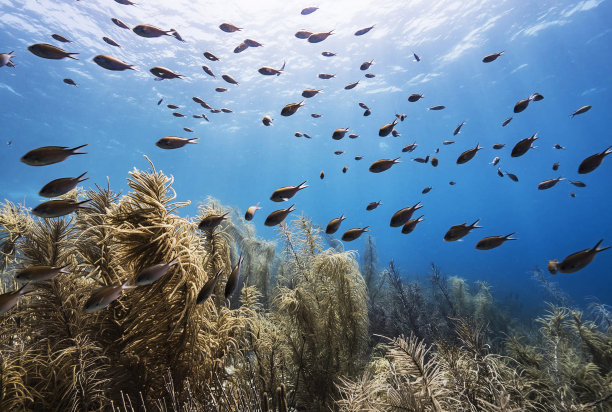 美丽的东帝汶水下图片图片下载