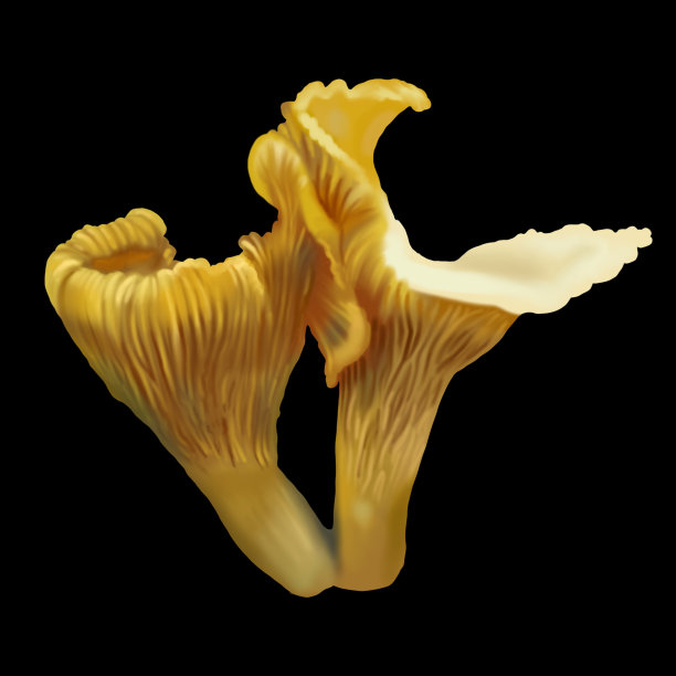 水彩蘑菇鸡油菌。逼真的金鸡油菌。girolle图片下载