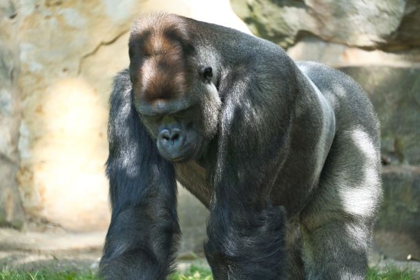 大猩猩在动物园的笼子里行走图片下载