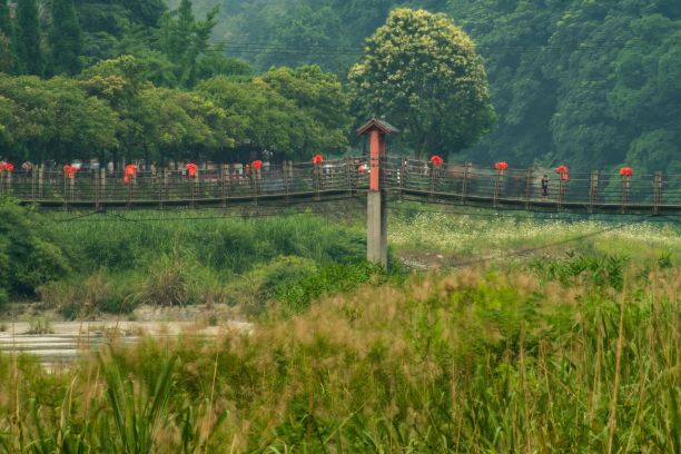 四川成都都江堰风景区森林里的老木新娘图片下载