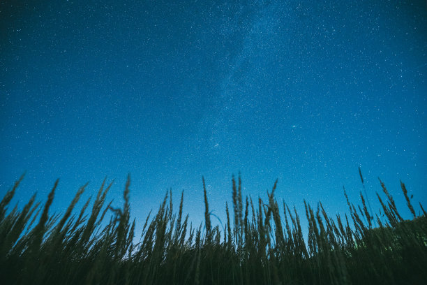 夏天，从绿色的草地上俯瞰美丽的星空。八月里草地上的繁星图片下载