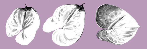 一套花烛掌。逼真的热带花朵。平面雕刻插画图片下载