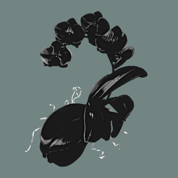 图形黑色兰花。蝴蝶兰是一种真实的热带花。孤立的插图图片下载