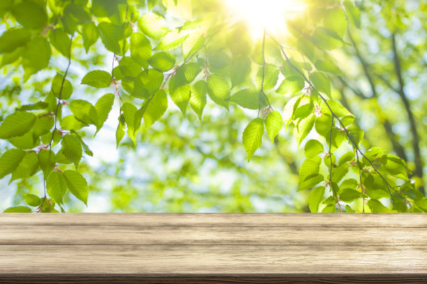 木桌与森林散景背景图片下载