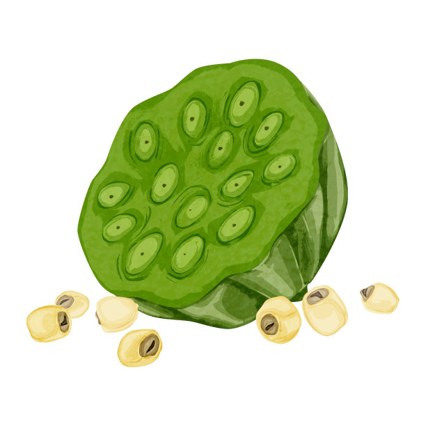 手绘水彩画中草药(莲子)插画图片下载