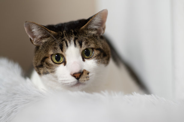 盯着猫图片下载