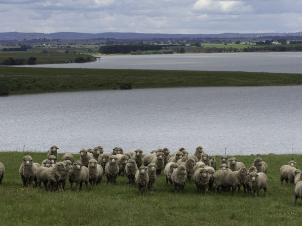 奇怪的羊图片下载