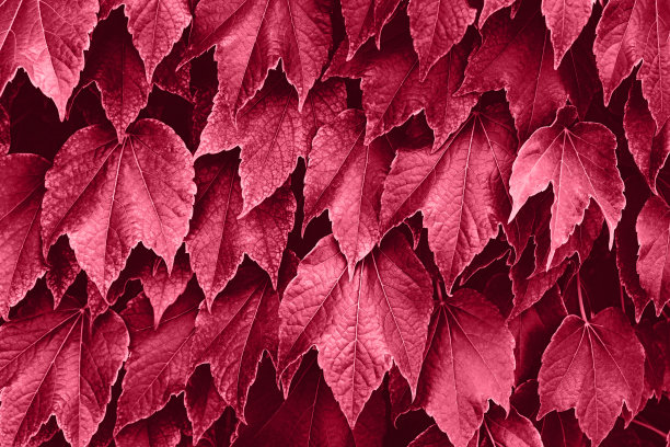 红色的秋叶作为美丽的自然背景。秋天的概念。2023年的颜色灵感图片下载