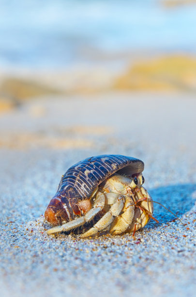 带壳沙蟹图片下载