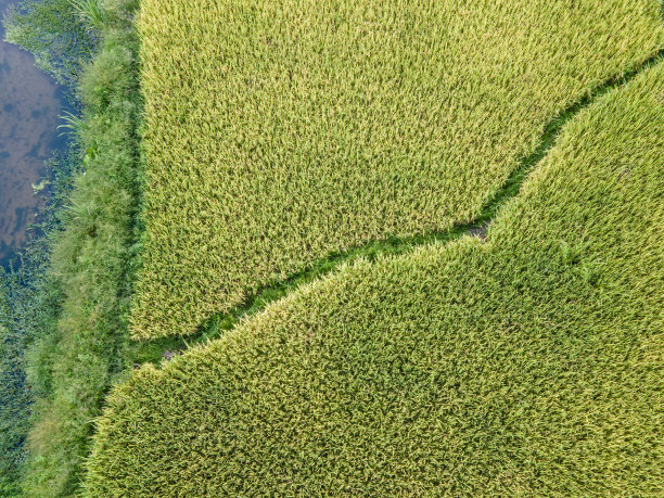 熟稻田的鸟瞰图图片下载
