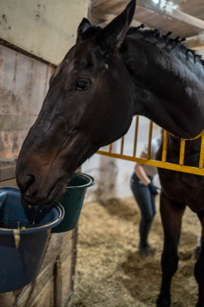 乡下漂亮的马图片下载
