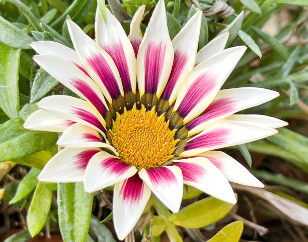 粉红和白色条纹的Gazania花图片下载