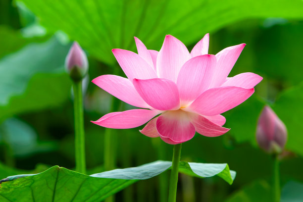 荷花盛开图片下载