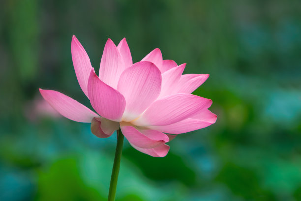 荷花盛开图片下载