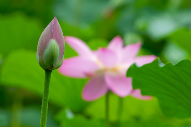 荷花盛开图片下载