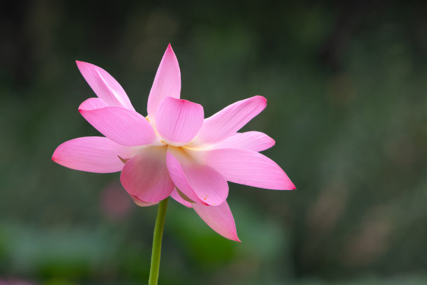 荷花盛开图片下载