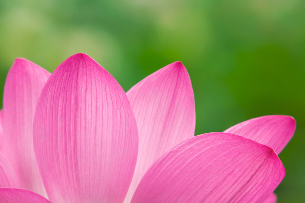 荷花盛开图片下载