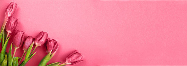 紫色的花束郁金香背景在粉红色的背景。横幅图片下载