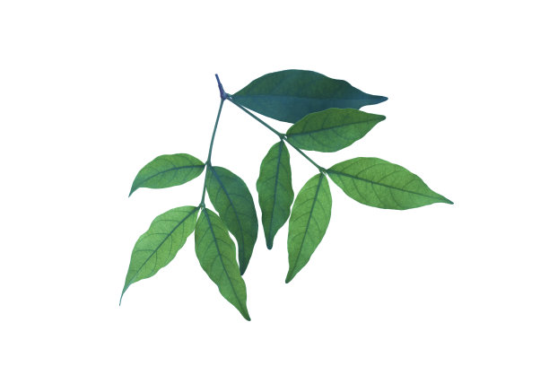 在小枝上剪下一束热带树叶图片下载