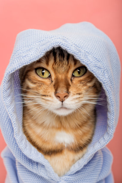 粉色背景下穿着蓝色卫衣的酷孟加拉猫。图片下载