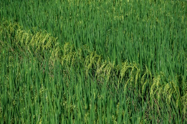 绿色未成熟的稻田中有规律的条纹图片下载