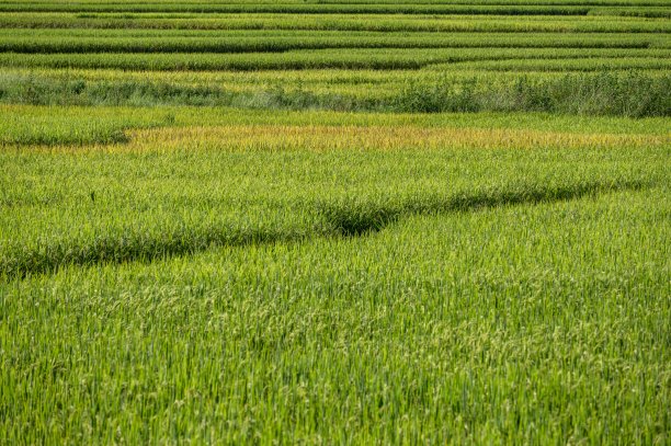 绿色未成熟的稻田图片下载