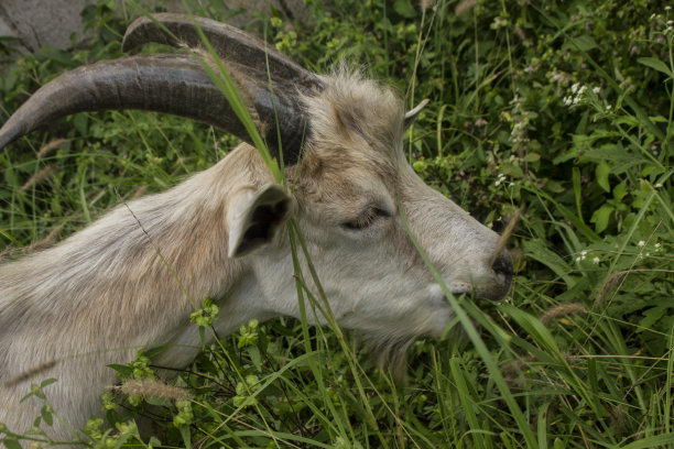 公山羊图片下载