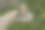 公山羊图片下载