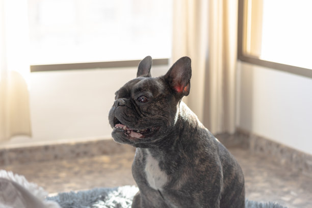 斗牛犬坐在他的床上图片下载