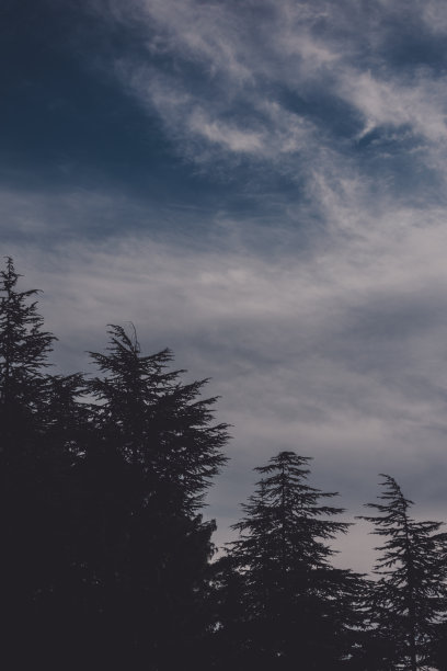 青天白云柏树景-冬日风景-壁纸复制空间-山间行图片下载