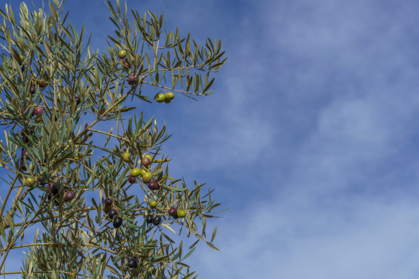 橄榄枝与果实与蓝天和云为背景图片下载