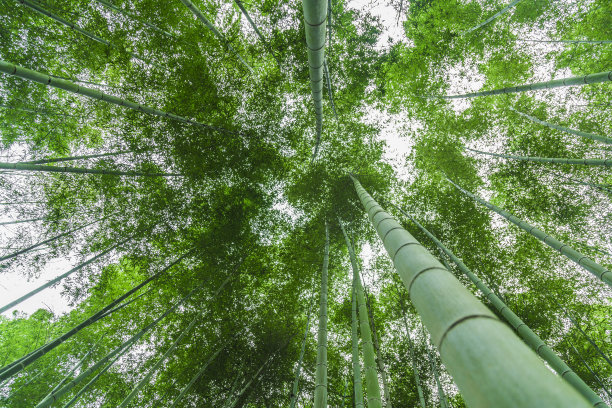 竹上升图片下载