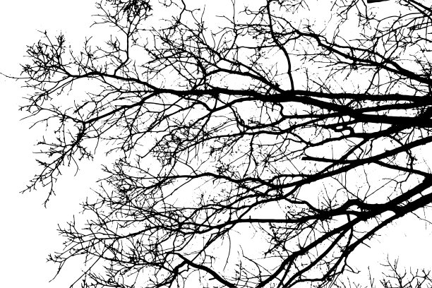 透明背景上的树枝剪影图片下载