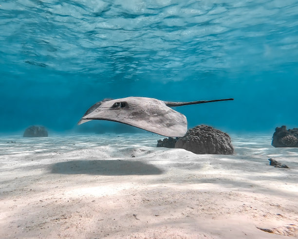 在海里游泳的女人图片下载