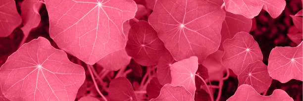 洋红色的叶子万岁图片下载