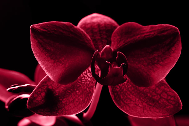 2023流行色。通过洋红色背景图片下载