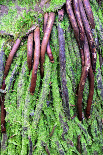 长满青苔的棕榈树根部图片下载