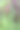 长满青苔的棕榈树根部图片下载