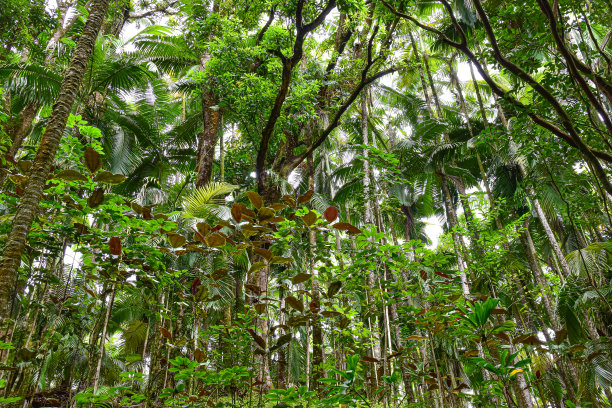 茂密的热带树叶图片下载