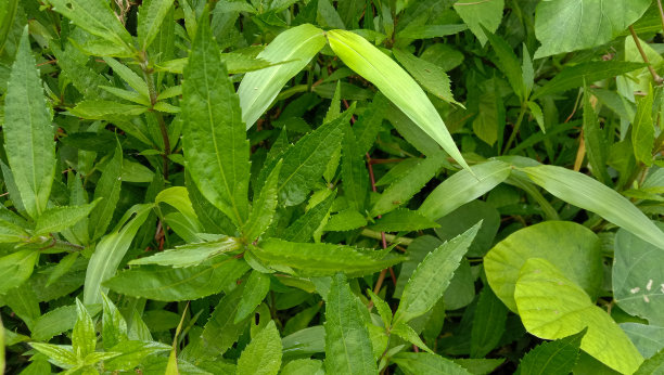 野生植物的照片在绿色，叶子看起来新鲜，完美的背景图片下载