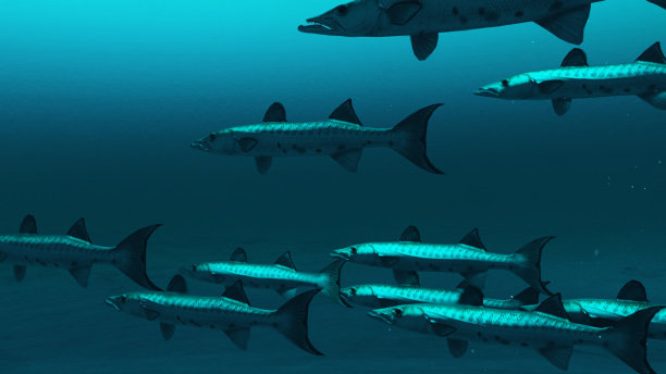 梭鱼在深蓝色的海水中游泳的特写，3D渲染。图片下载