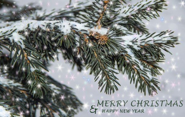 圣诞云杉的树枝上闪闪发光。图片下载