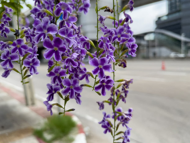 路边有一束花。图片下载