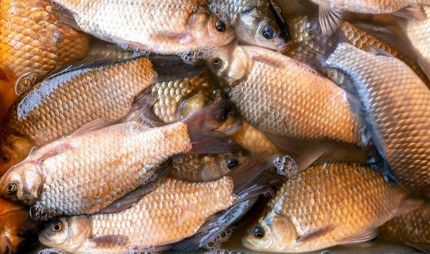 水里有很多刚抓到的鱼图片下载