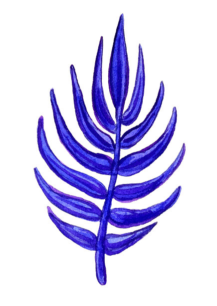 树枝与树叶的特写。用记号笔画画。分离的植物元素。图片下载