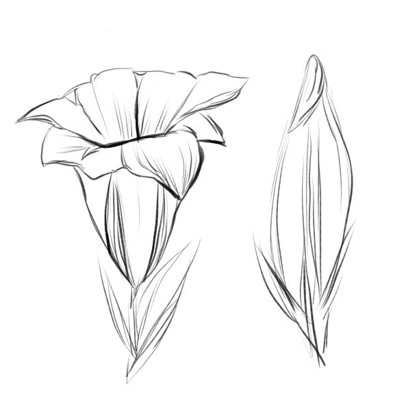 曼陀罗，药用花卉插图。植物素描与黑色数字铅笔图片下载