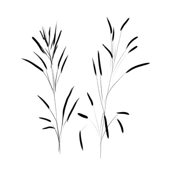 细草小穗，插图。植物素描与黑色数字铅笔图片下载