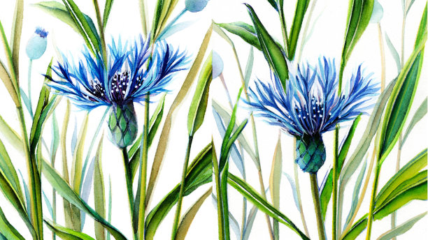 蓝色玉米花水彩画，玉米花，蓝色玉米花花束，野花图片下载